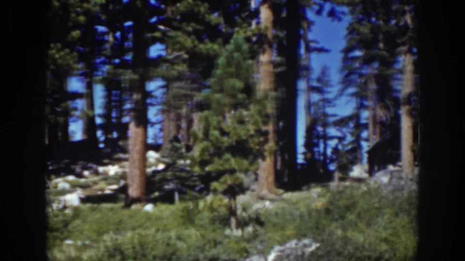 1939 Lake Tahoe-area 8mm frame showing tall pine trunks, forest floor brush, rocks, and a blue sky glimpsed through trees.