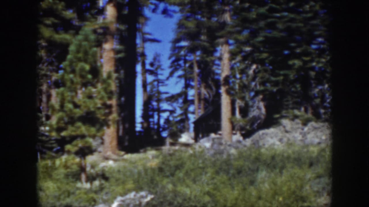 Lake Tahoe 8mm forest view with conifer trunks, rocky terrain, brush, and a shadowed shape partly obscured among the trees.