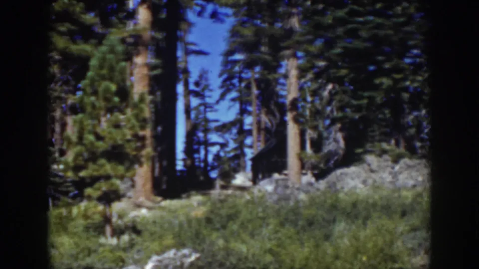 Lake Tahoe 8mm forest view with conifer trunks, rocky terrain, brush, and a shadowed shape partly obscured among the trees.