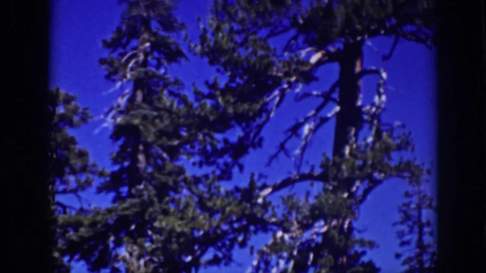 1939 Lake Tahoe-area home-movie frame looking upward at pine branches and weathered trunks against a deep blue sky.