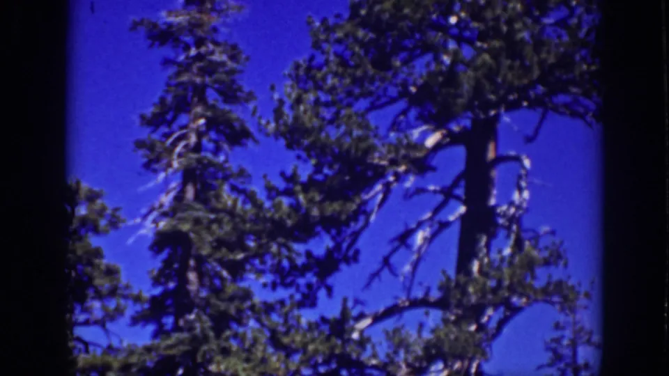 Lake Tahoe 8mm frame showing a tall pine canopy, branching limbs, and saturated blue sky within visible film borders.