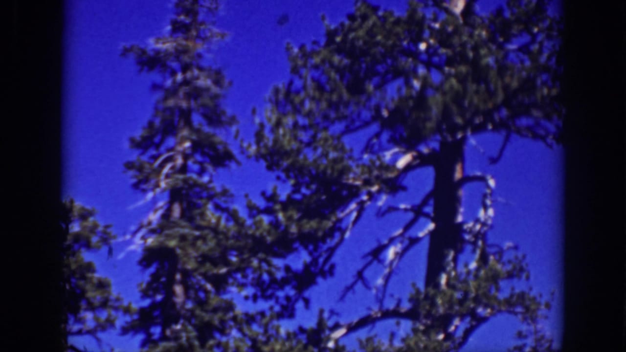 Tall evergreen trees rise against a bright blue sky with dark film borders.