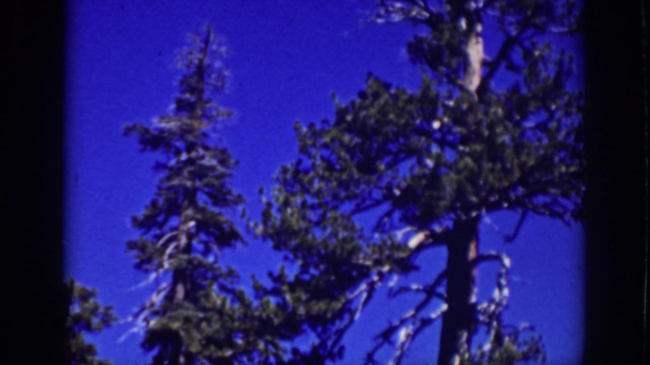 1939 Lake Tahoe home-movie frame with conifer branches, a light tree trunk, and vivid blue sky.