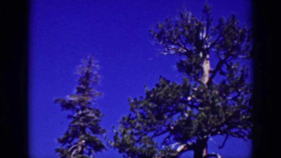 1939 Lake Tahoe 8mm frame showing clustered evergreen foliage below an open blue sky.