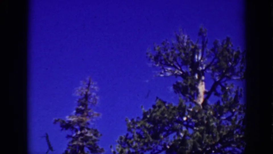 1939 Lake Tahoe frame with evergreen treetops at the bottom edge and saturated blue sky above.