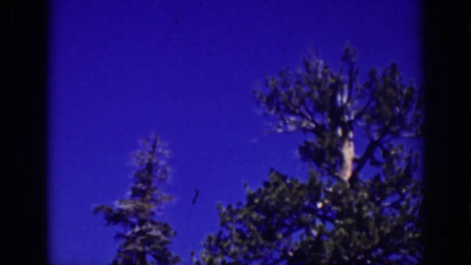 1939 Lake Tahoe home-movie frame showing nearby treetops against a saturated blue sky, with heavy film borders visible.