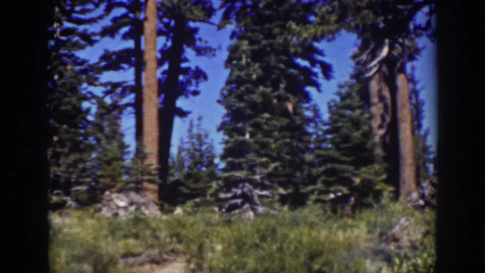 1939 Lake Tahoe area home-movie frame looking through a Sierra evergreen forest with grasses, rocks, and tall trunks.