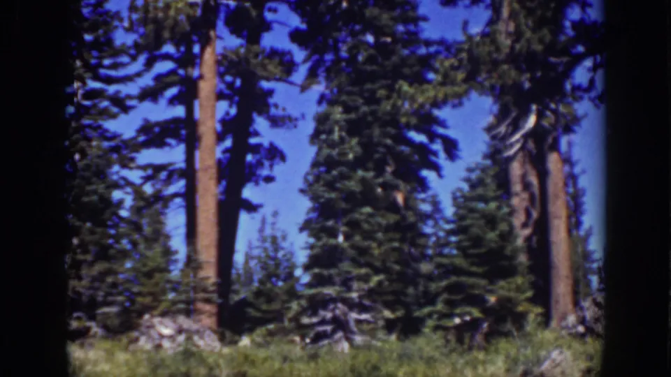 1939 Lake Tahoe home-movie frame of tall Sierra conifers rising from a green forest floor beneath clear blue sky.