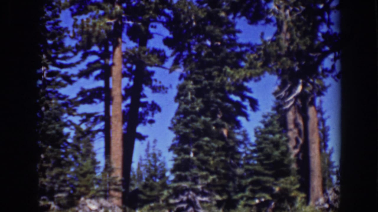 Tall evergreen trees against a bright blue sky with dark film-gate edges.
