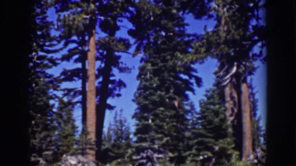 1939 Lake Tahoe 8mm frame showing tall evergreen trunks and green branches under clear blue sky.