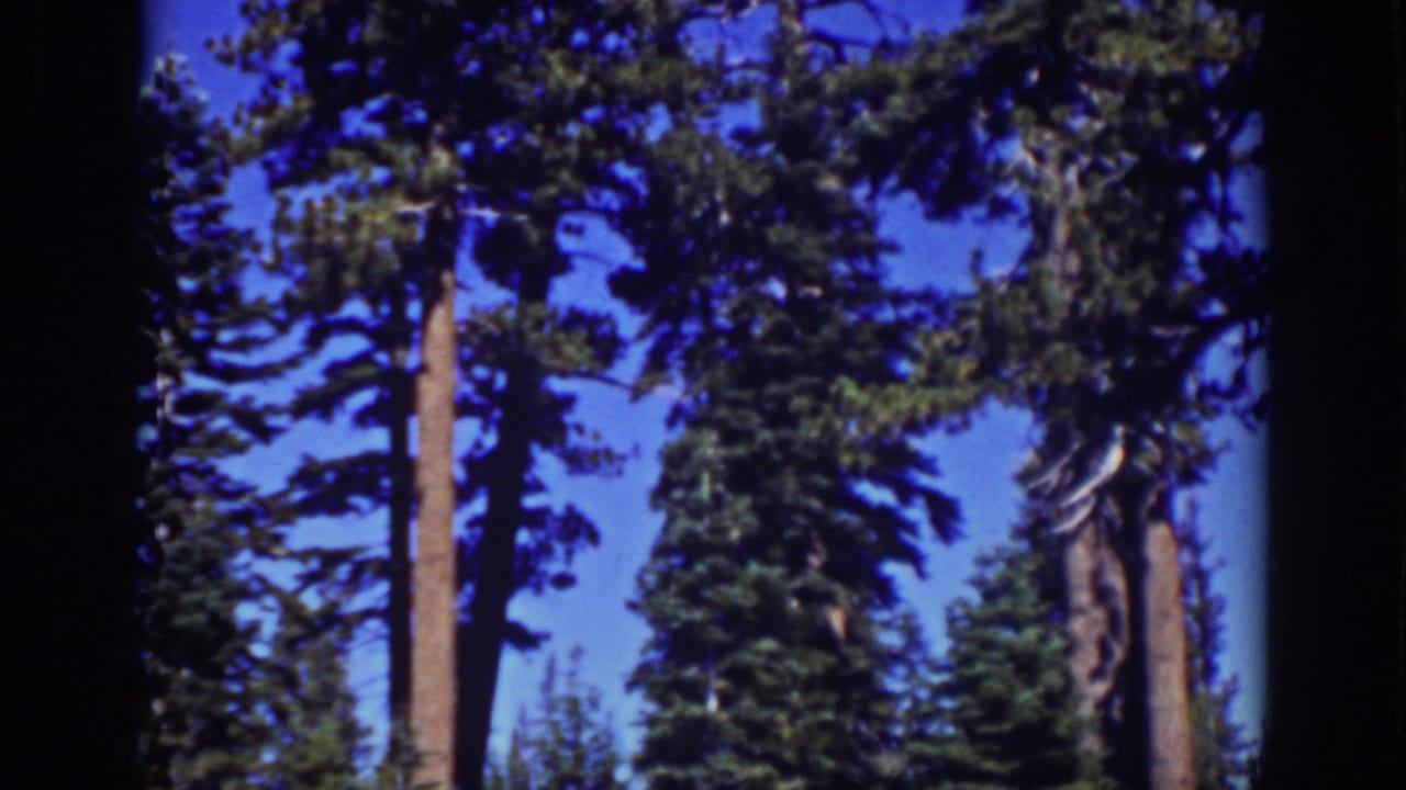 Evergreen canopy and trunks framed by dark film borders and blue sky.