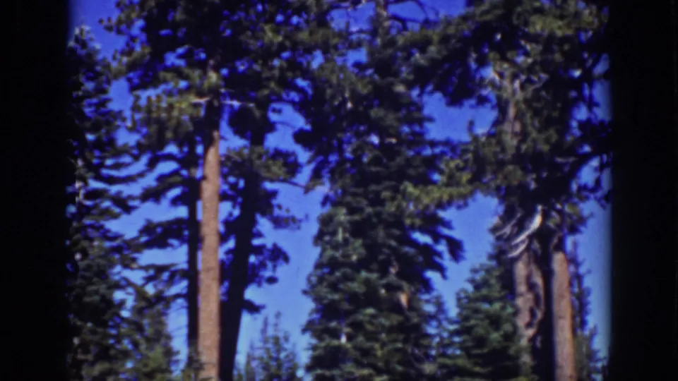 Lake Tahoe forest view on 1939 8mm film, with evergreen branches filling the upper frame against blue sky.