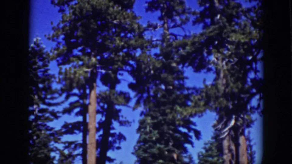 Vintage 8mm Lake Tahoe frame showing dense conifer branches, tall trunks, and clear sky in daylight.