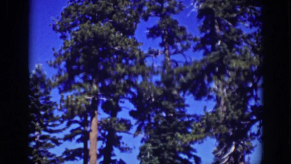 1939 Lake Tahoe home-movie frame with tall evergreen trees, blue sky, soft focus, and visible 8mm grain.