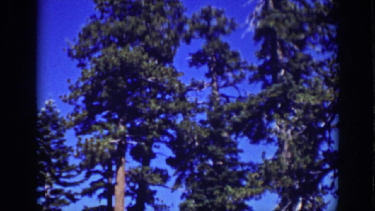Low-angle pine trees against a bright blue sky with dark film borders.