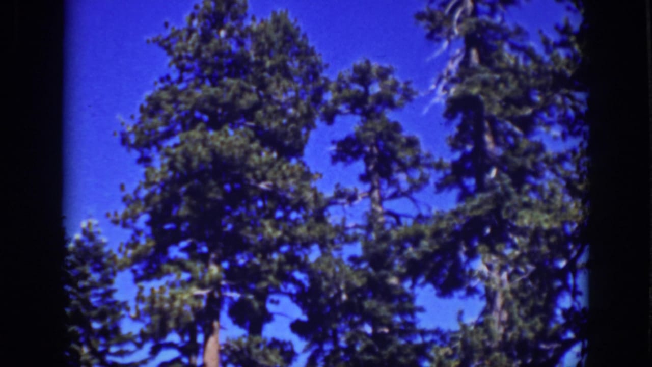 Low-angle 1939 Lake Tahoe view of dense pine boughs and trunks, framed by visible 8mm film edges.