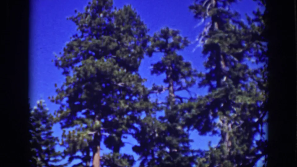 Low-angle 1939 Lake Tahoe view of dense pine boughs and trunks, framed by visible 8mm film edges.