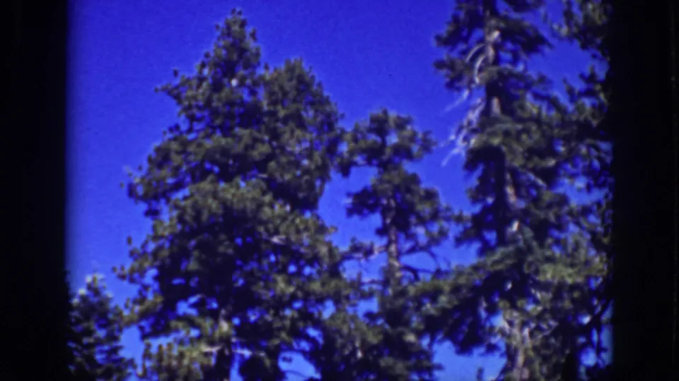 1939 Lake Tahoe home-movie frame with pine tops rising into a clear blue sky from a ground-level viewpoint.