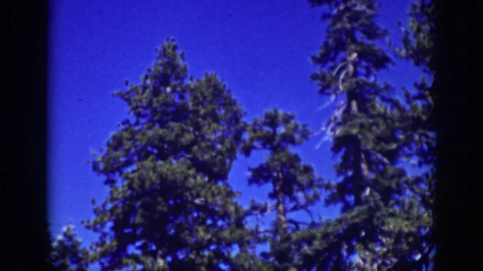 Lake Tahoe 1939 8mm still showing pine branches and trunks from below, with saturated sky and home-movie film texture.
