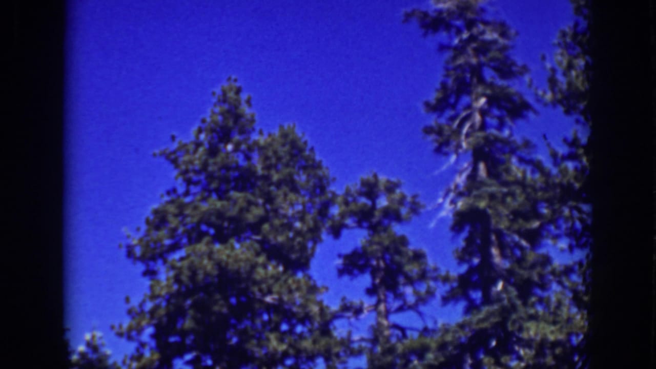 Tall pine trees rise into a deep blue sky within dark film borders.