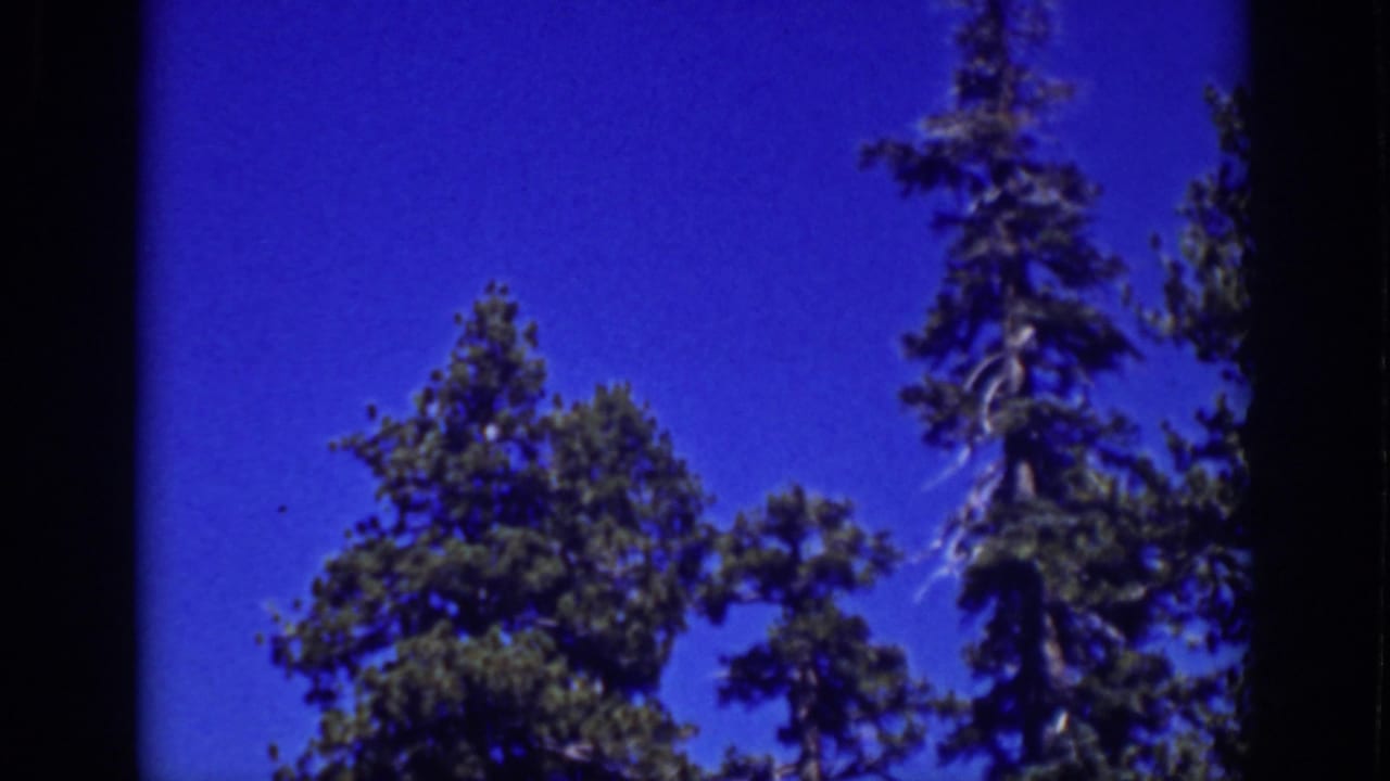 Conifer tops and blue sky fill the frame with dark vertical film edges.