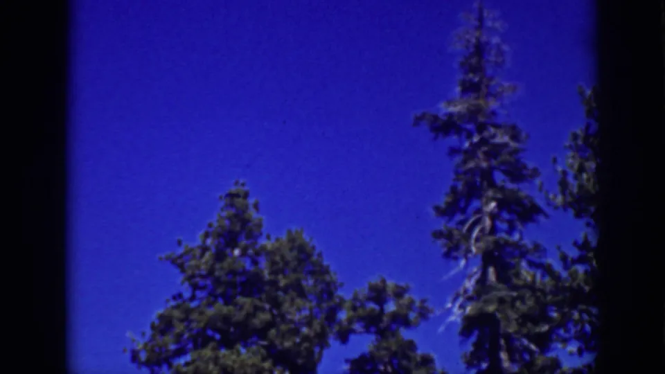 1939 8mm Lake Tahoe frame with a handheld upward view of pine branches and saturated blue sky.