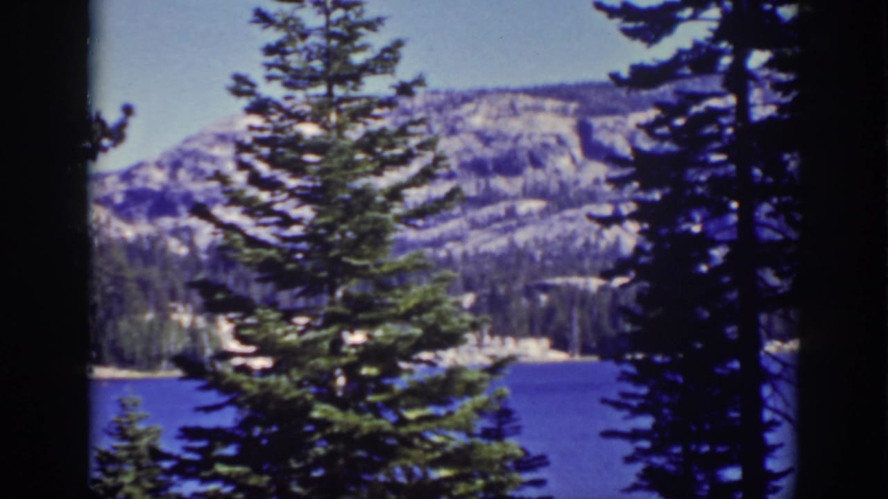 Pine tree in front of a blue lake with forested shore and mountains beyond.