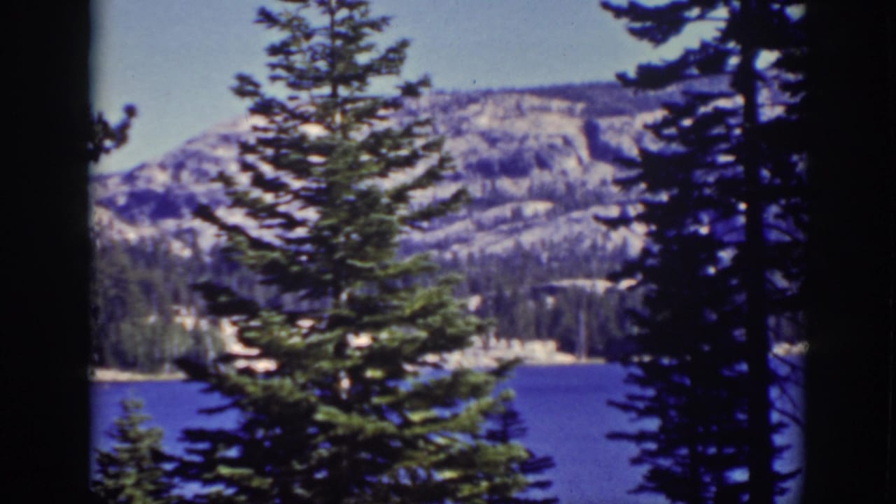 Tall pine centered before blue water, shoreline trees, and rocky mountains.