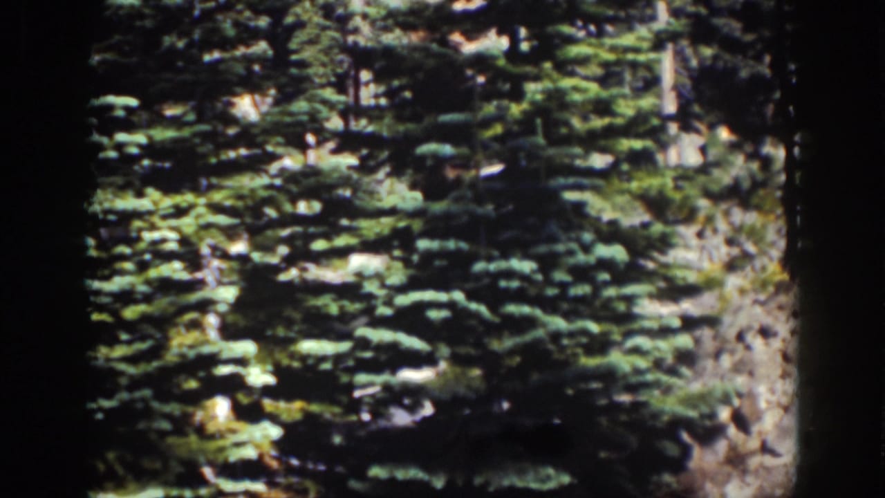 Close view of dense evergreen branches on a rocky lakeside slope.