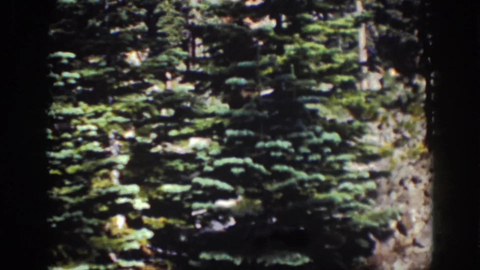 Close 8mm view at Lake Tahoe of dense evergreen foliage and a rocky slope along the lakeshore.