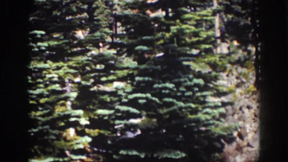 1939 Lake Tahoe home-movie frame showing layered evergreen branches, tree trunks, and rocks on a shaded slope.
