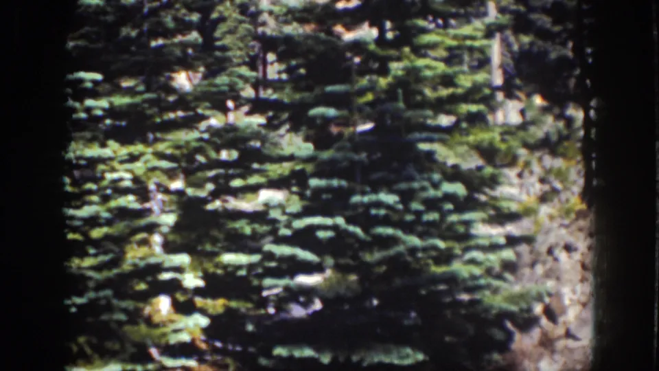 Lake Tahoe 8mm frame with dense evergreen foliage, rocky ground, and high-contrast sun and shadow near the shore.