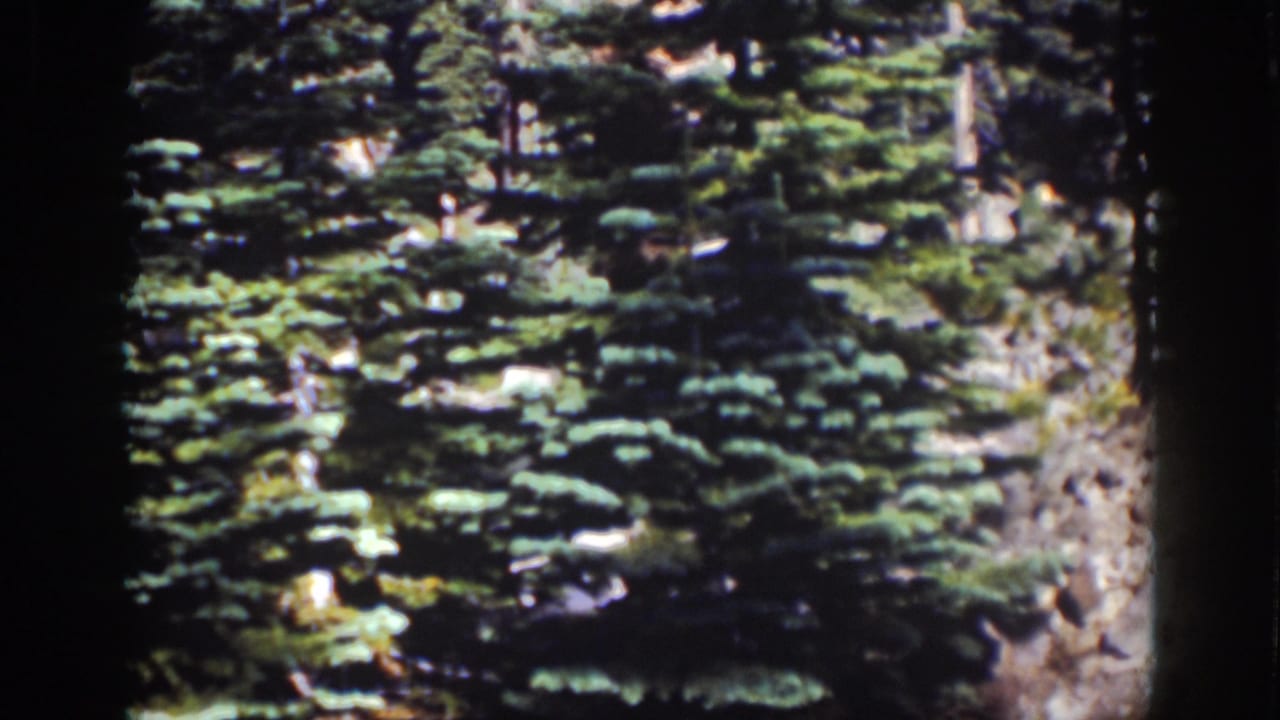 1939 Lake Tahoe home-movie frame showing dense evergreen branches and rocky terrain with dark film borders.