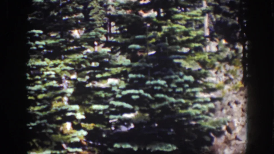 1939 Lake Tahoe home-movie frame showing dense evergreen branches and rocky terrain with dark film borders.