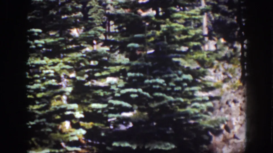 1939 Lake Tahoe frame showing dense evergreen foliage, uneven light, and rocky ground in small-gauge color film.