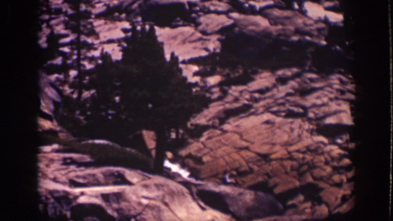 Rocky wooded slope with pine trees and bright patches among the stones.