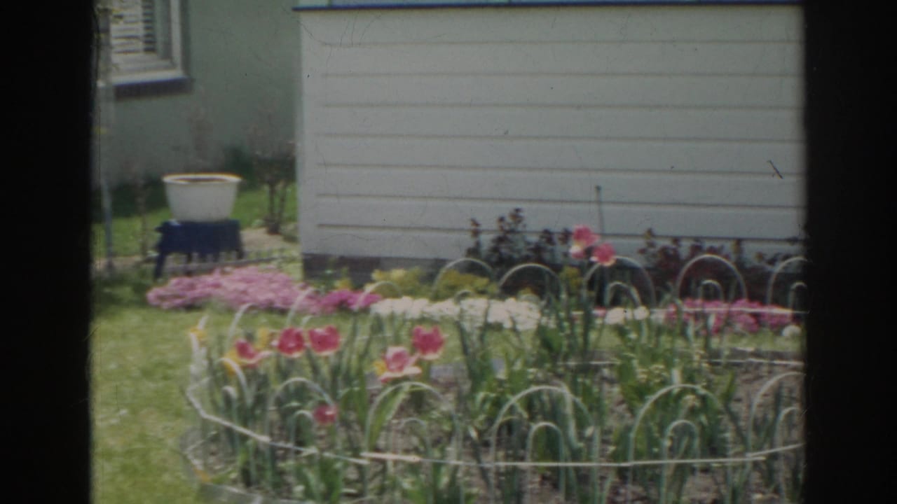 1966 Norfolk home-movie frame showing a sunlit backyard flower bed with pink tulips, white wire edging, grass, and pale house siding.