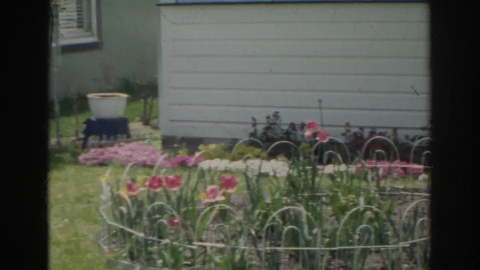 1966 Norfolk home-movie frame showing a sunlit backyard flower bed with pink tulips, white wire edging, grass, and pale house siding.