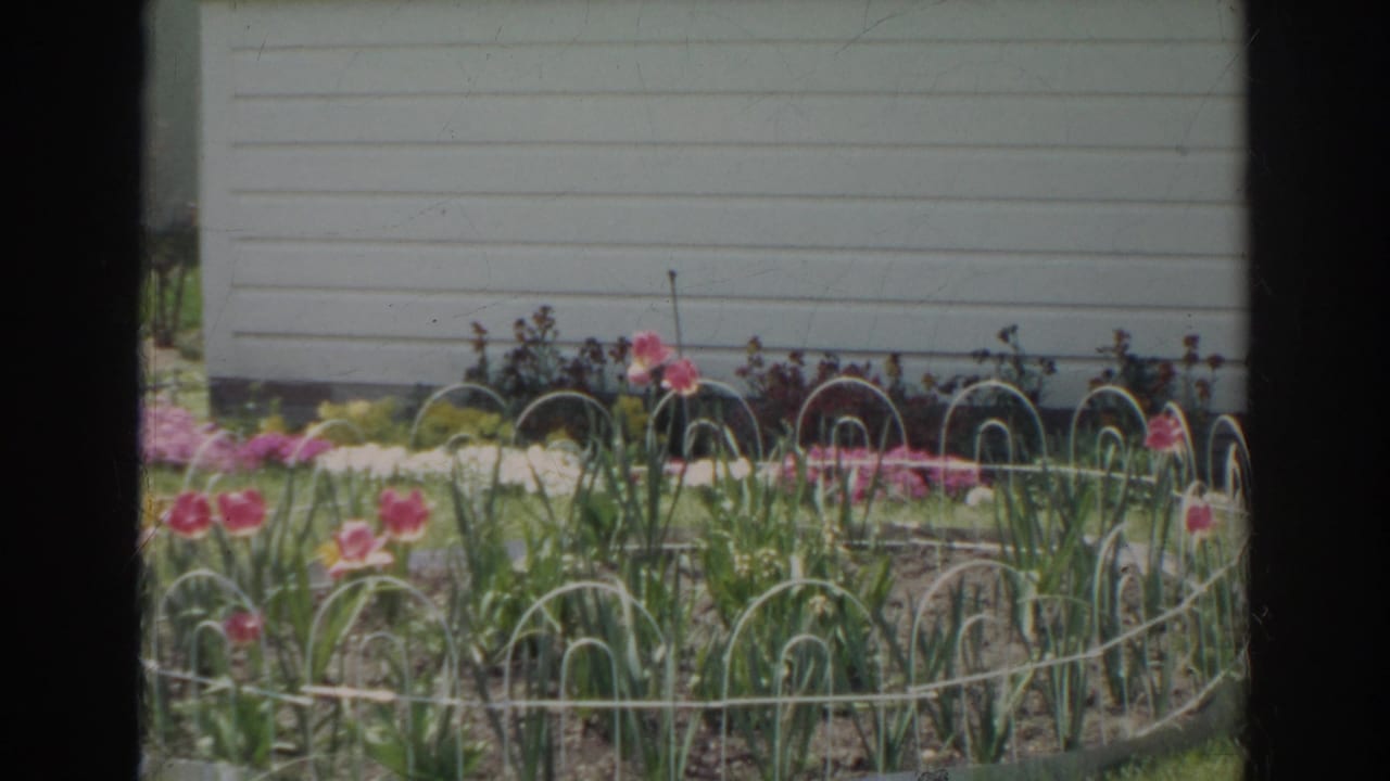 1966 Norfolk frame of a residential garden with tulips, low white edging, pale house siding, lawn, and a small sign reading DOBS.