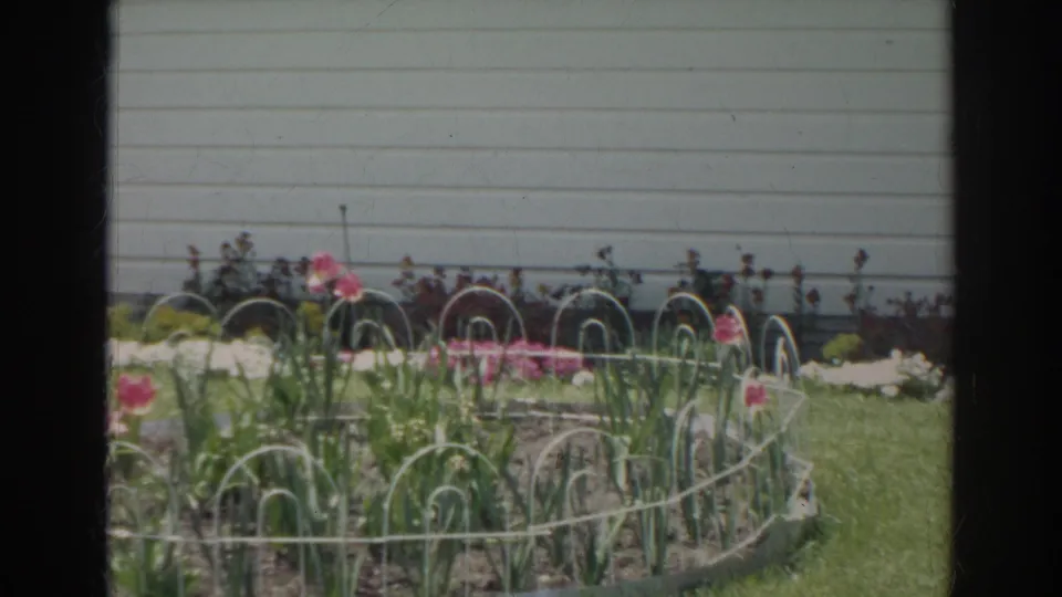 1966 Norfolk home-garden frame showing a curved flower bed with pink blooms, white border loops, green lawn, and horizontal house siding.