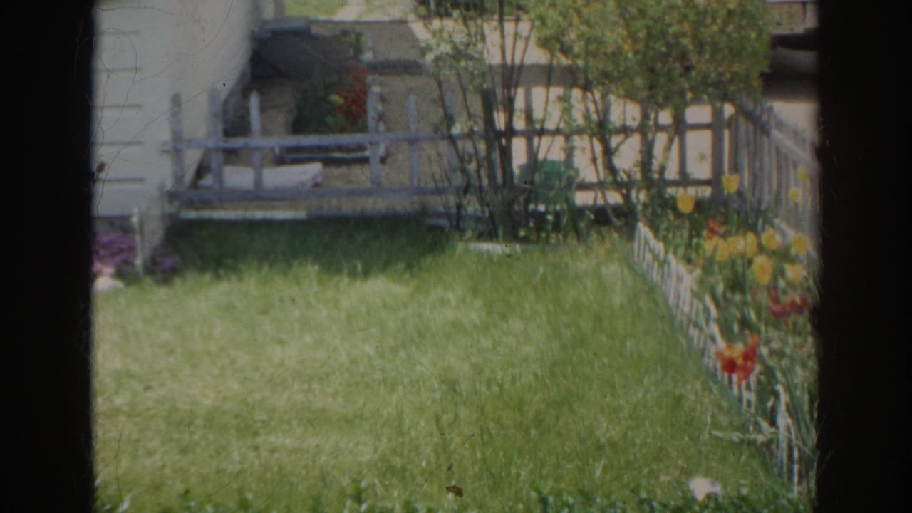 1966 Norfolk backyard view with grass, white garden edging, shrubs, and bright tulips beside a residential house.