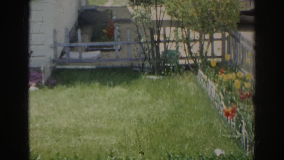 1966 Norfolk backyard view with grass, white garden edging, shrubs, and bright tulips beside a residential house.
