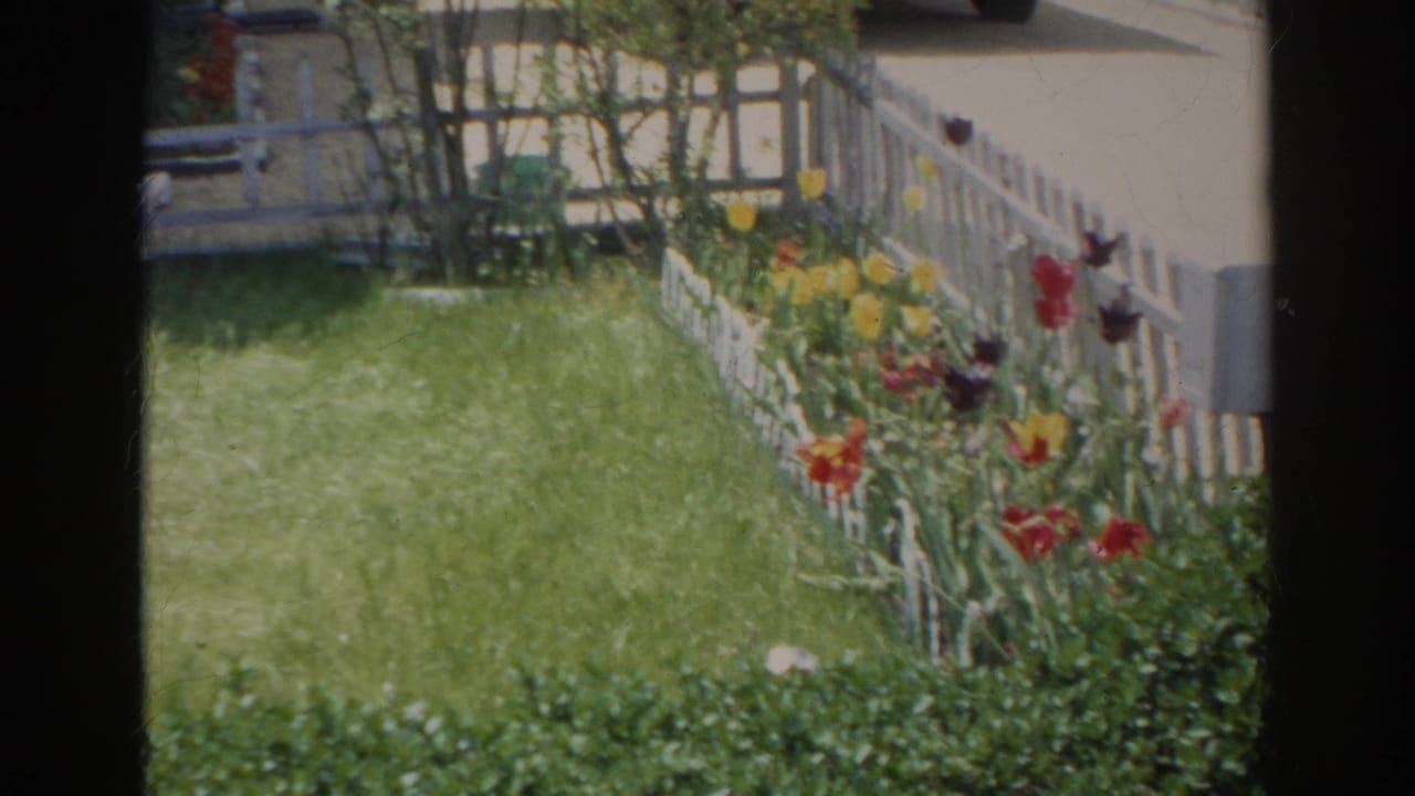 Norfolk home-movie frame showing a backyard lawn, low white fence, shrubs, and red and yellow tulips in bloom.