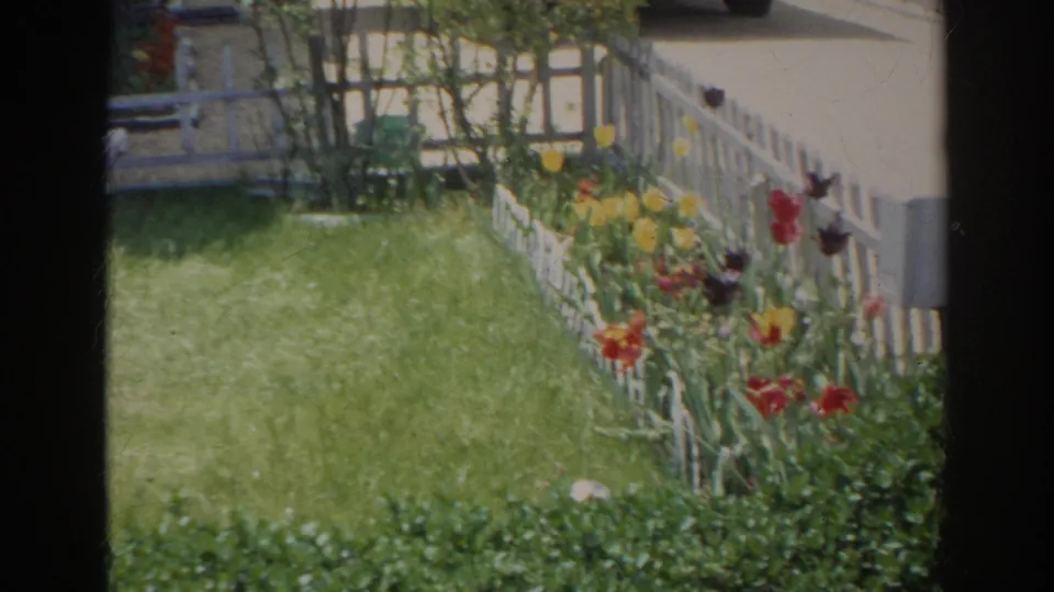 Norfolk home-movie frame showing a backyard lawn, low white fence, shrubs, and red and yellow tulips in bloom.