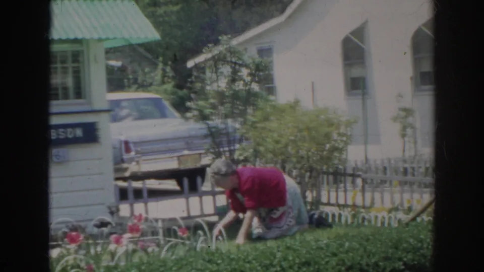 Adult woman bends over a backyard flower bed in 1966 Norfolk, framed by tulips, shrubs, a white house, and a parked car.