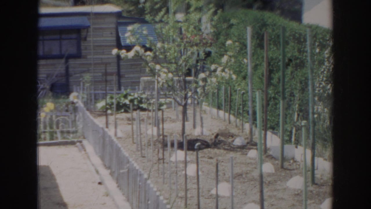 A 1966 Norfolk backyard garden with low white fence edging, planted rows, stakes, young trees, and neighboring residential structures.