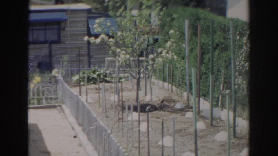 A 1966 Norfolk backyard garden with low white fence edging, planted rows, stakes, young trees, and neighboring residential structures.