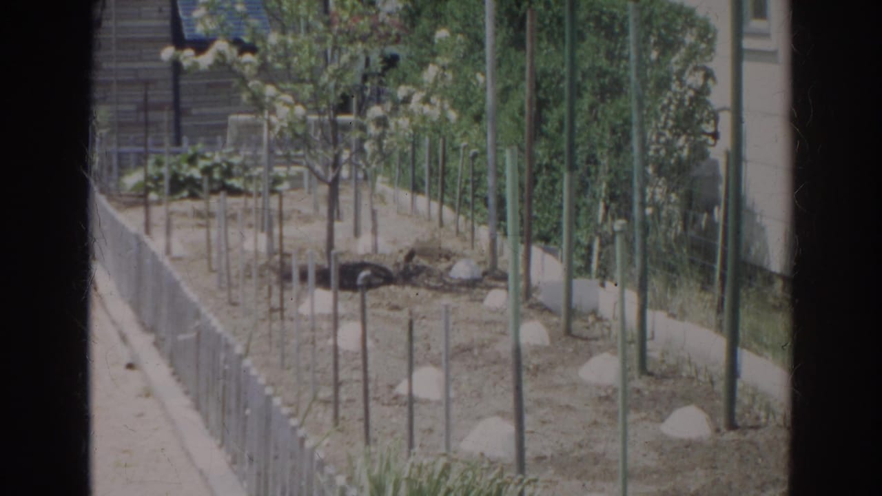 End of the 1966 Norfolk pan showing a long staked garden bed, low white border fence, young plantings, hedge, and house edge.