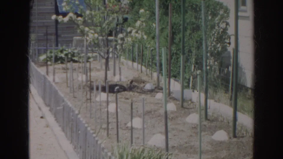 End of the 1966 Norfolk pan showing a long staked garden bed, low white border fence, young plantings, hedge, and house edge.