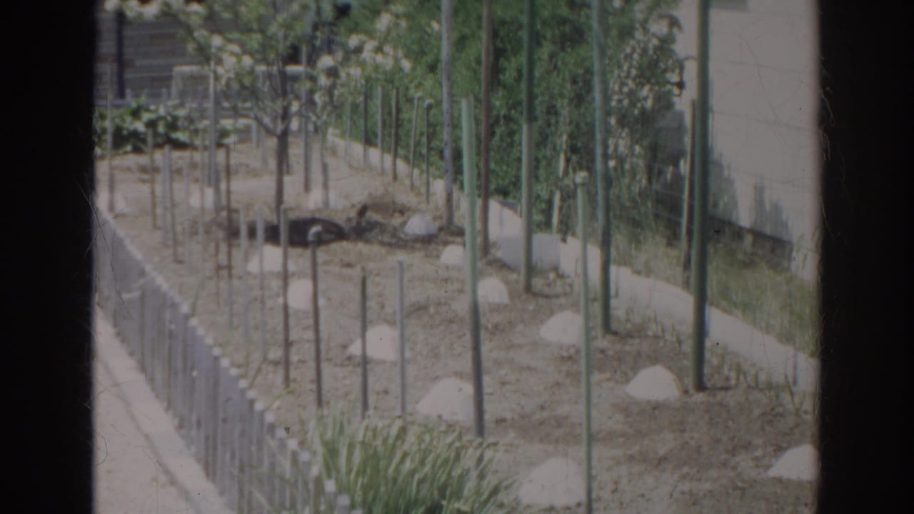 Young garden plants supported by poles beside a light wall and low fencing.